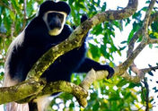 Nativos Corcovado Tours